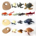 5 sets Realistic Life Growth Cycle of Salmon,chicken,ant, fog,turtle Educational Toys