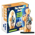 Educational Toys Teaching Aids Anatomy Disassemble Internal Organs Human Body Manikin Science Nature Torso Model