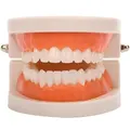 Standard Teeth Model,Kids Dental Teaching Study Supplies Standard Typodont Demonstration Teeth Model(Without Wisdom Teeth) (Convenient Design,No Need for Wrenches)