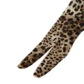 Dolce & Gabbana leopard-print tulle tights - Brown