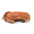 Coelho Dias Cooked Brown Crab (Female)