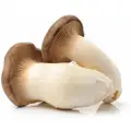 Grozer King Oyster Mushroom