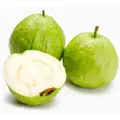 Grozer Large Guava