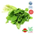 Yili Farm Premium Round Spinach