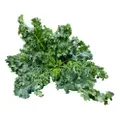 Vegeponics Pesticide-Free Kale