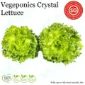 Vegeponics Pesticide-Free Lettuce