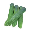 Orgo Fresh Cucumber