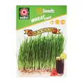 Horti Wheat Grass Seeds