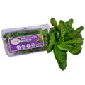 Givvo Pesticide Free Baby Romaine