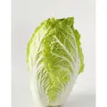 Smart Knife Fresh Chinese Cabbage