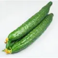 Smart Knife Fresh Japanese Cucumber