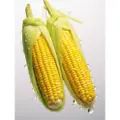 Smart Knife Fresh Sweet Corn With Cob(2Per Pack)
