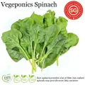 Vegeponics Spinach