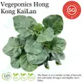 Vegeponics Pesticide-Free Hong Kong Kai Lan