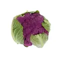 Yuan Zhen Yuan Purple Cauliflower