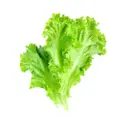 Netafarm Leaf Lettuce
