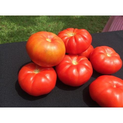TOMATO 'Beefsteak' seeds - Standard packet (see description for seed quantity)