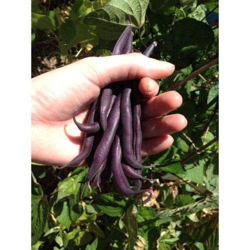 BEAN DWARF Royal Burgundy seeds - Standard packet (see description for seed quantity)