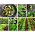 SALAD GREENS / BABY LEAF PACK - 12 packets of seeds - Standard Pack (see description for seed quantity)