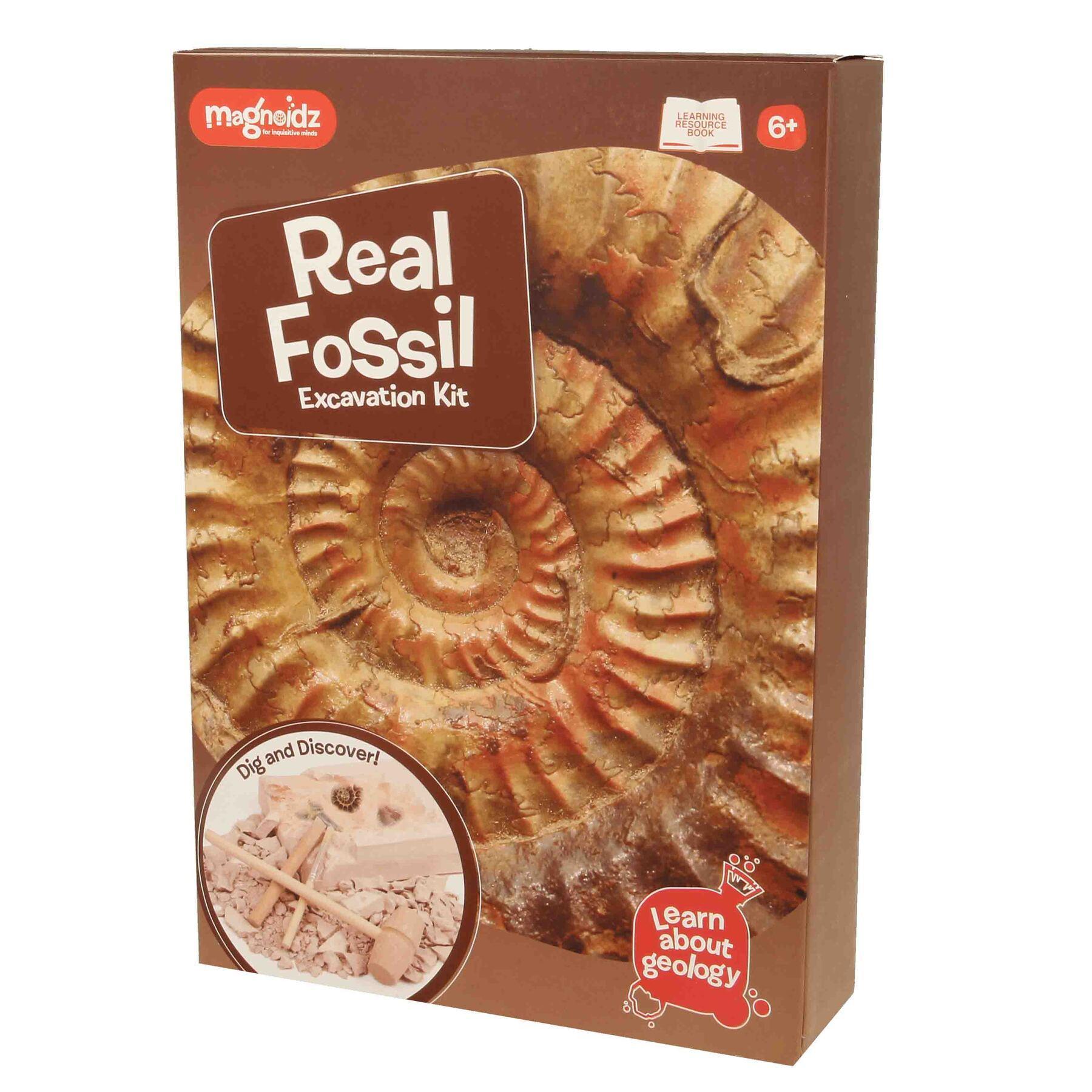 Magnoidz - Real Fossil Excavation Kit - Geology Creative Learning Fun **NEW**