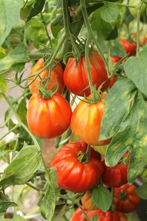 TOMATO 'Big Pear' seeds - Standard packet (see description for seed quantity)