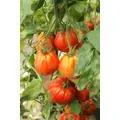 TOMATO 'Big Pear' seeds - Standard packet (see description for seed quantity)