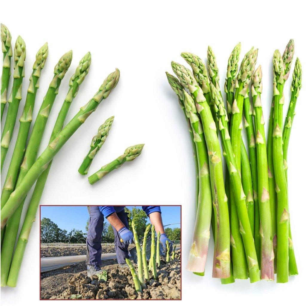Asparagus - UC 157 F2 seeds