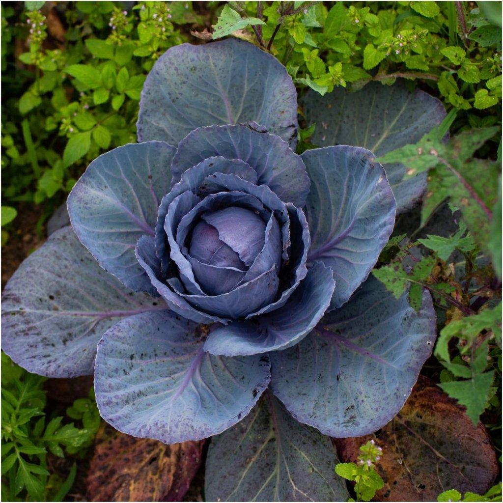 Cabbage - Red Express seeds