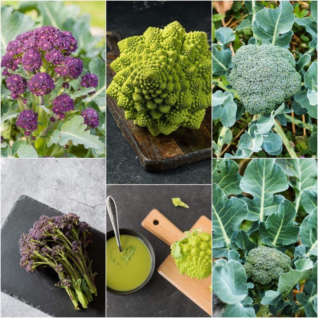 Broccoli seeds - Assorted 3 Packs