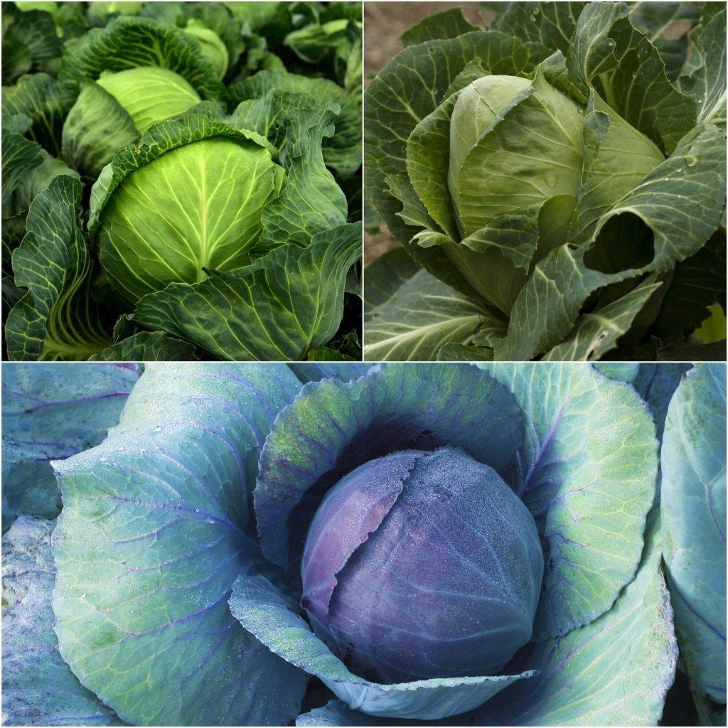 Cabbage Seeds - Assorted 3 Packs