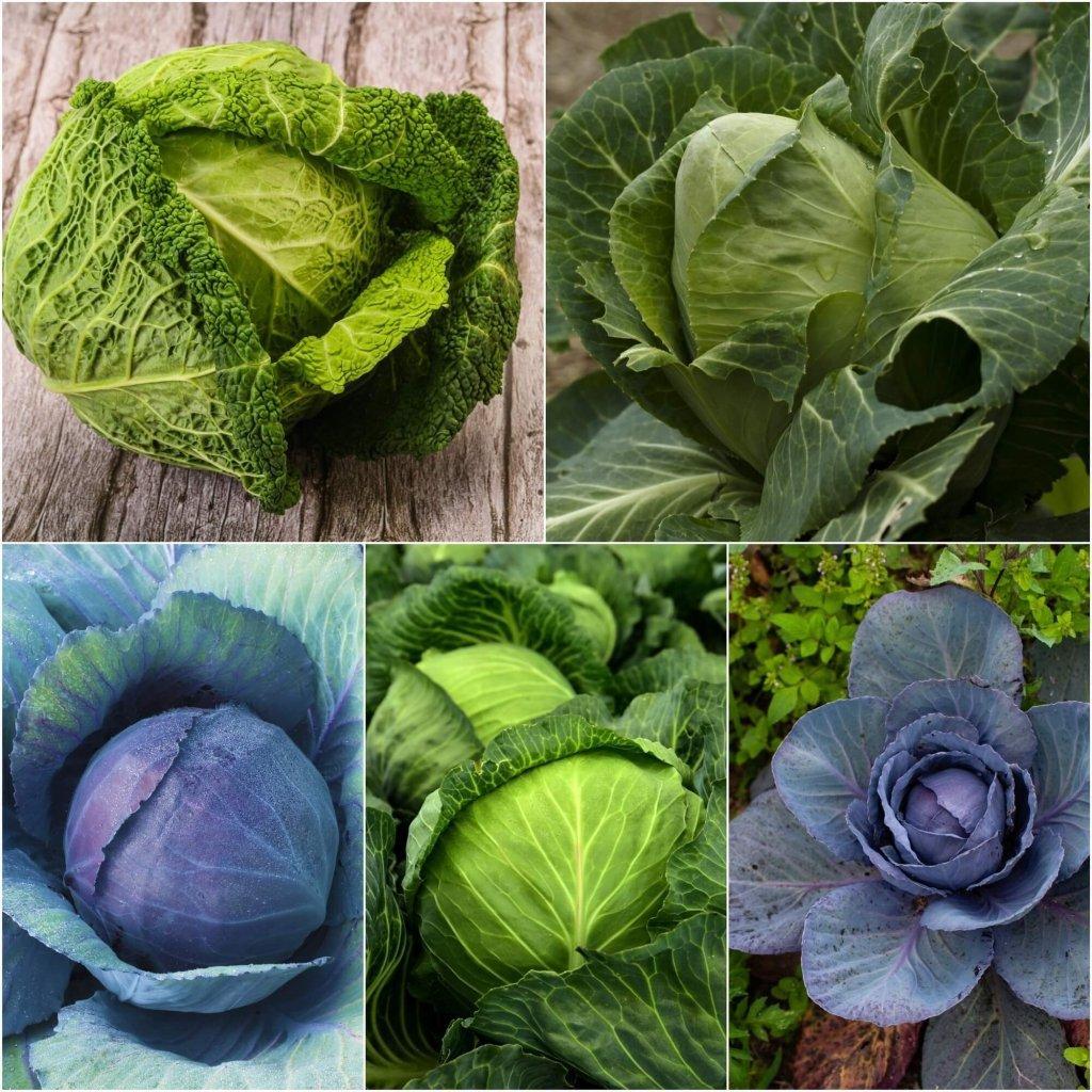 Cabbage Seeds - Assorted 5 Packs