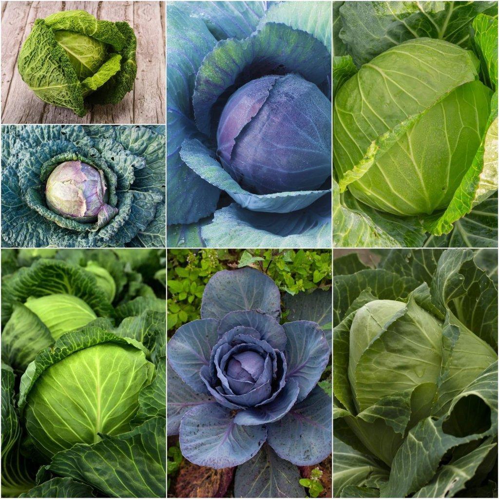 Cabbage Seeds - Assorted 7 Packs