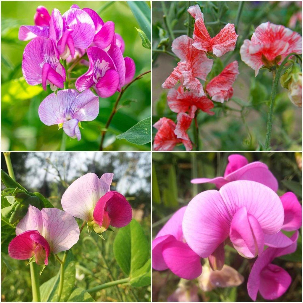 Sweetpea - Spencer Mixed Stripes seeds