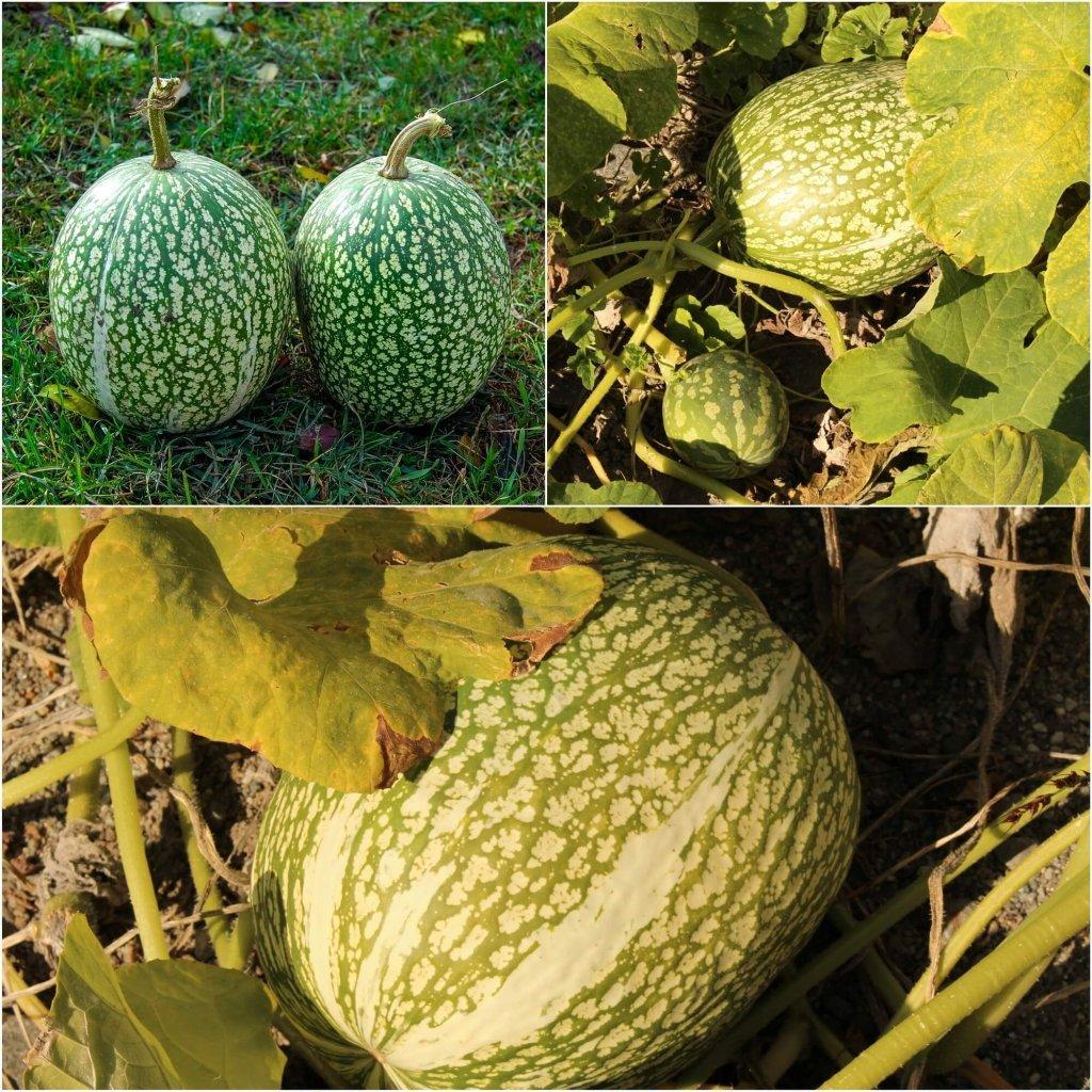 Squash - Chilacayote (Fig-Leaf Gourd) seeds