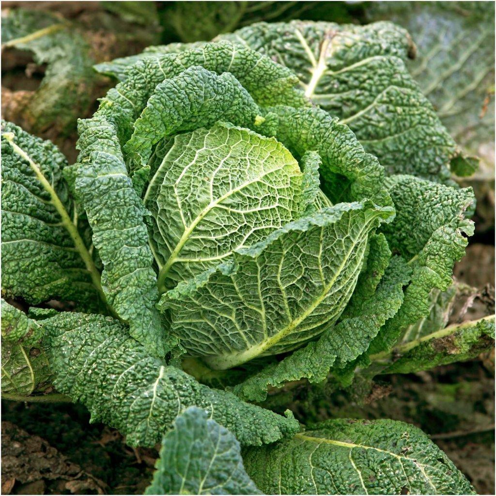 Cabbage - Savoy Pefection seeds