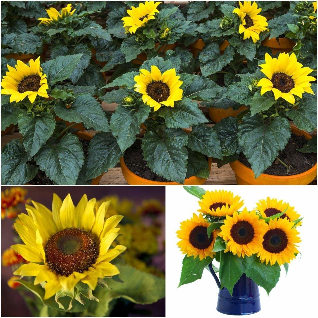 Sunflower - Solstice (Pot) seeds
