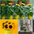 Sunflower - Sunny (Pot) seeds