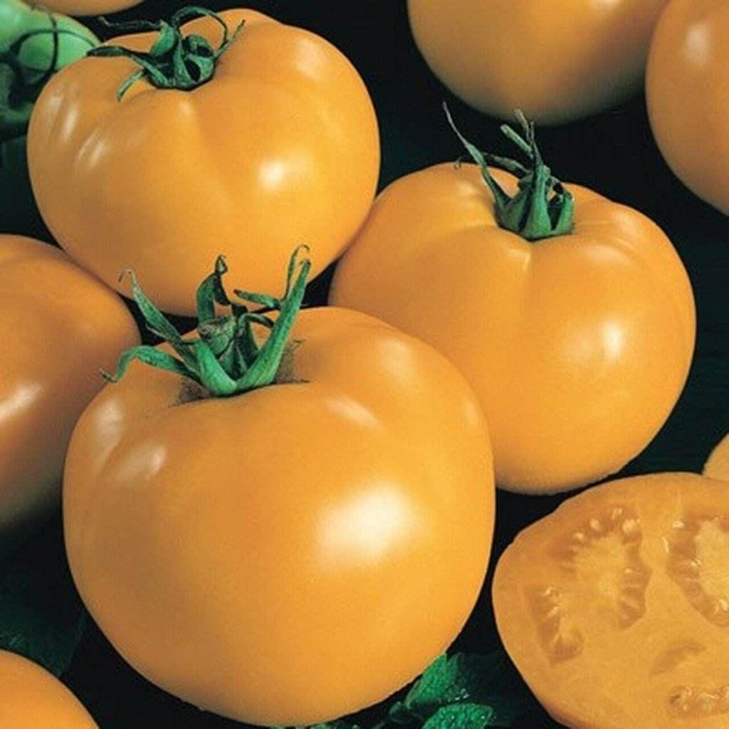 Tomato - Sunny Boy F1 seeds