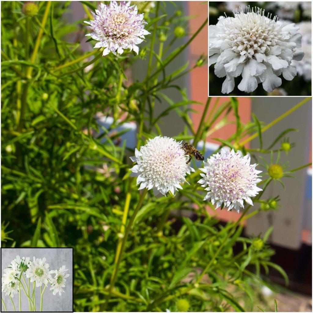 Scabiosa - Atro White Pincushion seeds