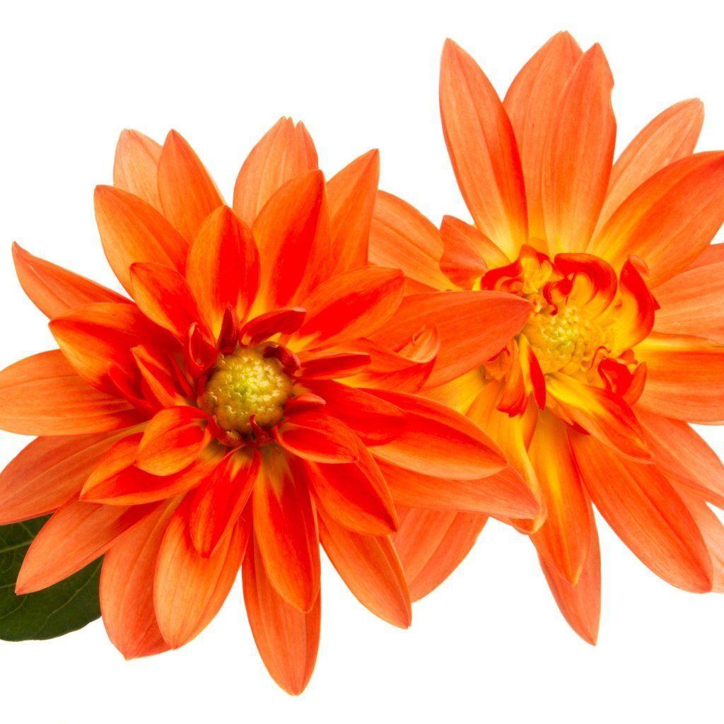 Dahlia - Delight Orange Shades seeds