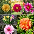 Dahlia - Red Skin Mixed seeds