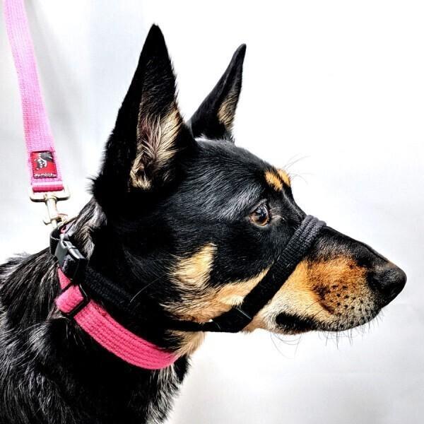 Black Dog Wear Haltermate Fig8 Head Halter 6 Colours [Colour Pink Size 1]