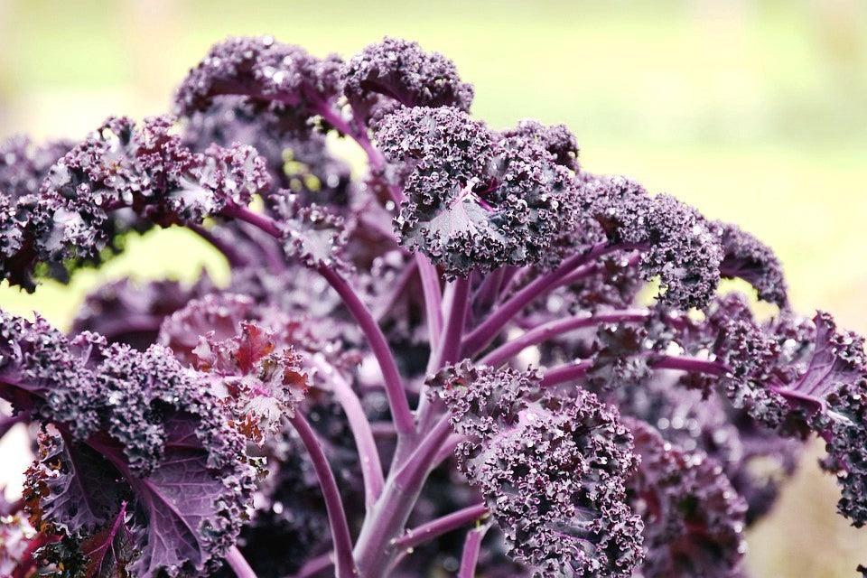 KALE / BORCOLE 'Red' seeds - Standard Packet (see description for seed quantity)