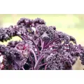 KALE / BORCOLE 'Red' seeds - Standard Packet (see description for seed quantity)