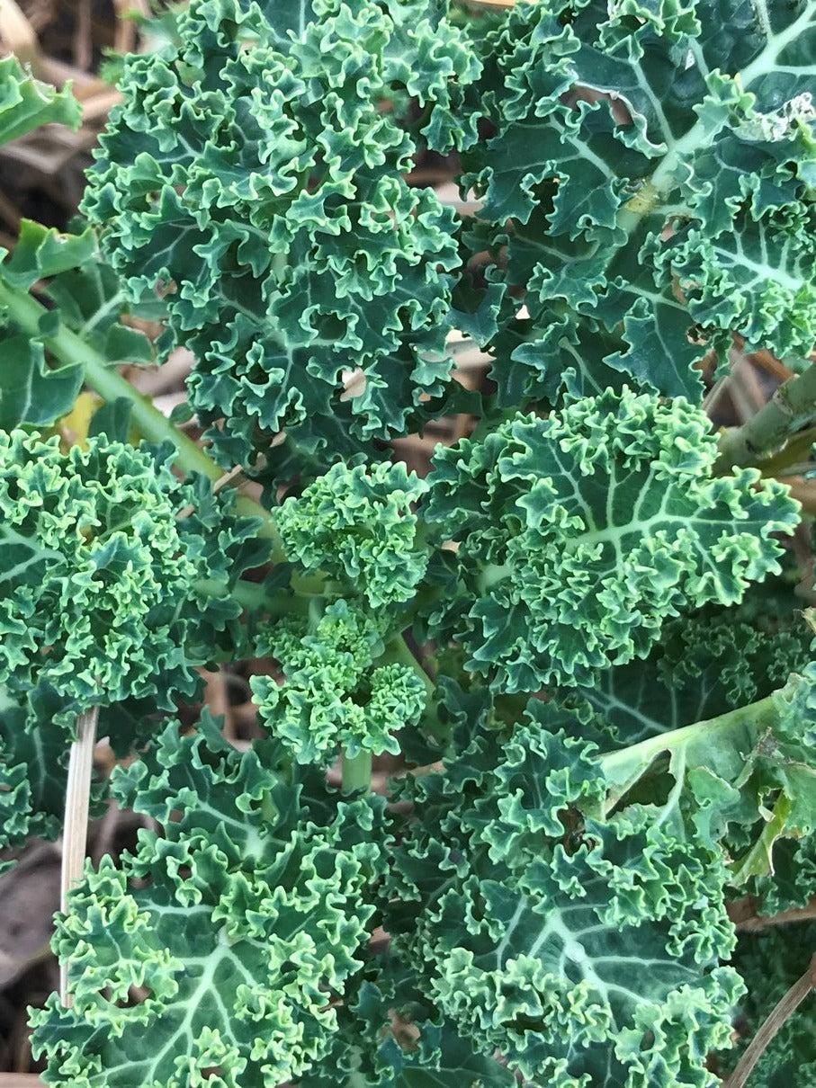KALE 'Dwarf Blue Curled' seeds - Standard Packet (see description for seed quantity)