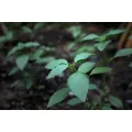 BASIL 'Mini Leaf' / Fine Leaf seeds