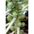 BRUSSELS SPROUTS 'Long Island Improved' seeds - Standard Packet (see description for seed quantity)