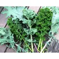 KALE 'Heirloom Mix' seeds - Standard Packet (see description for seed quantity)