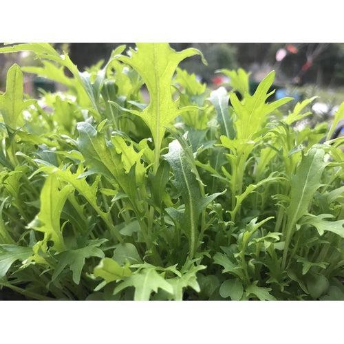 MIZUNA 'Green Leaf' / Japanese Mustard seeds - Standard Packet (see description for seed quantity)