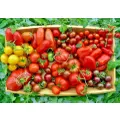 TOMATO 'Heirloom Mix' seeds - Standard packet (see description for seed quantity)